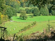 1 Blick ueber Beweidungsflaeche